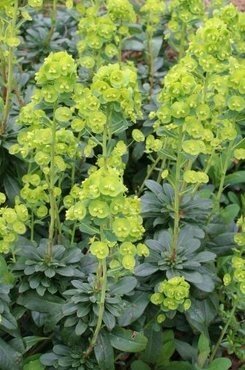 Euphorbia 'Robbiae' 2 Litre