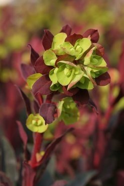 Euphorbia Ruby Glow 2 Litre