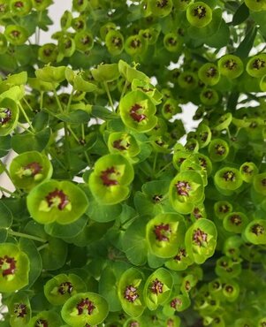 Euphorbia Rudolph Patio 7 Litre