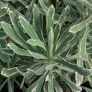 Euphorbia Silver Swan 2 Litre