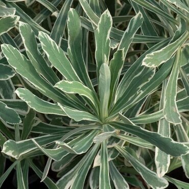 Euphorbia 'Silver Swan' 3 Litre