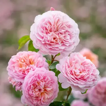 Eustacia Vye Shrub Rose 6 Litre