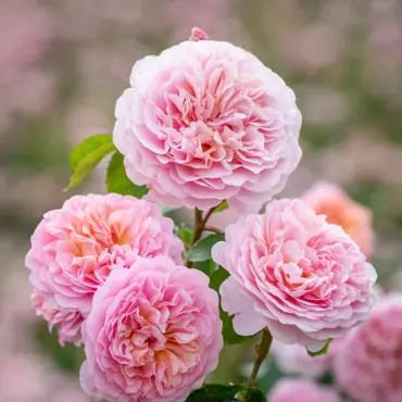 Eustacia Vye Shrub Rose 6 Litre
