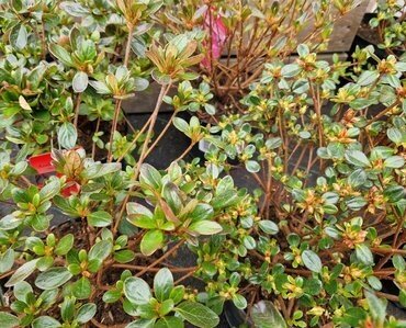 Evergreen Azalea Mix 2 Litre