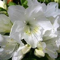 Evergreen Azalea Planters