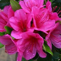 Evergreen Azaleas