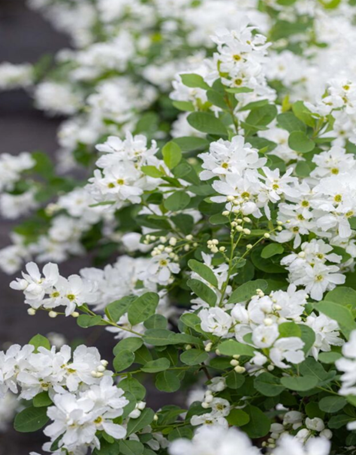Exochorda 'Blushing Pearl' 3 Litre - image 1
