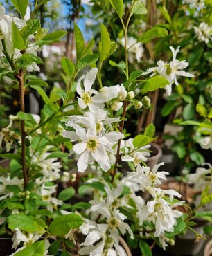 Exochorda First Edition Lotus Moon 7.5 Litre - image 1