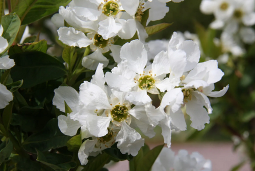 Exochorda Macrantha The Bride 1.5m on Trellis 20 Litre