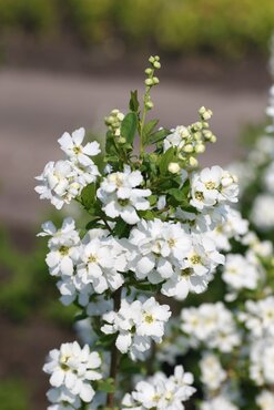 Exochorda racemosa Niagara 4 Litre