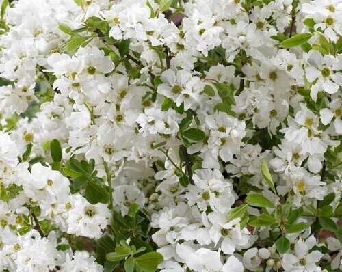 Exochorda racemosa Niagara 4 Litre
