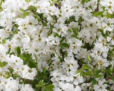 Exochorda racemosa Niagara 4 Litre