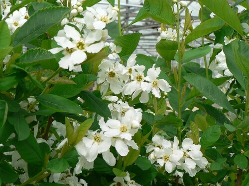 Exochorda Snow White 12 Litre