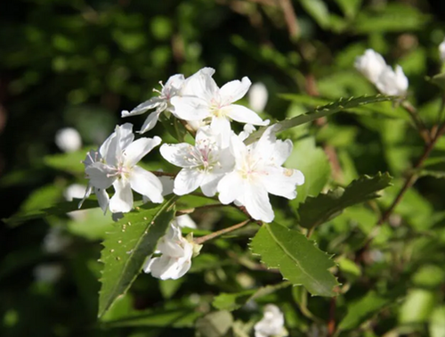Exochorda Snow White 7.5 Litre - image 1