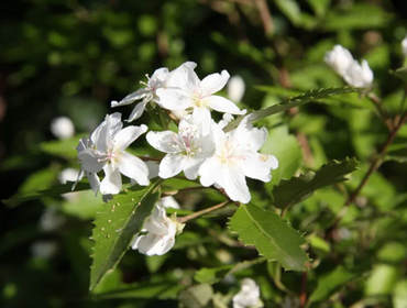 Exochorda Snow White 7.5 Litre - image 1