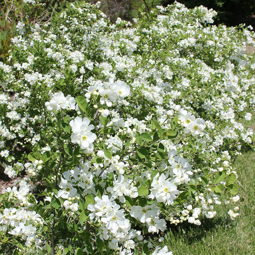 Exochorda Spring Time 19cm
