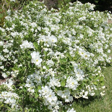 Exochorda Spring Time 19cm