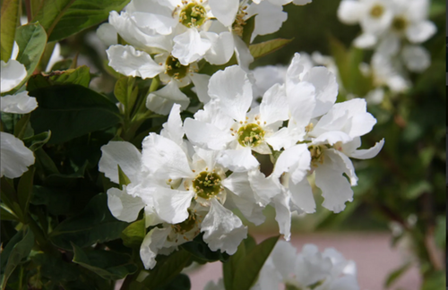 Exochorda The Bride 12 Litre - image 1