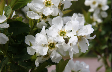 Exochorda The Bride 12 Litre - image 1
