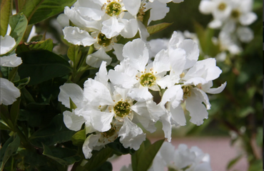 Exochorda X Macrantha The Bride