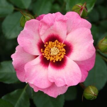 Eyes For You Bush Rose 3 Litre