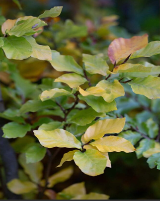 Fagus slyvatica 12 Litre