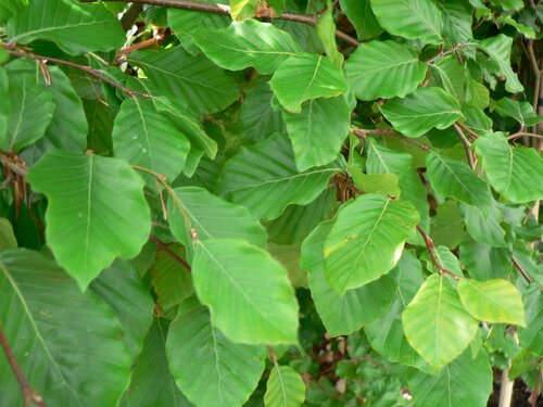 Fagus sylvatica 12 Litre