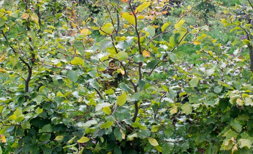 Fagus sylvatica 3 Litre