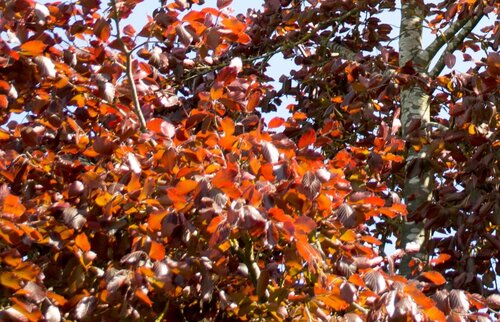 Fagus sylvatica Atropurpurea 3 Litre