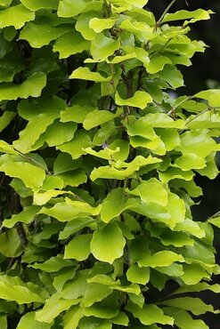Fagus sylvatica Dawyck 10 litre - image 1