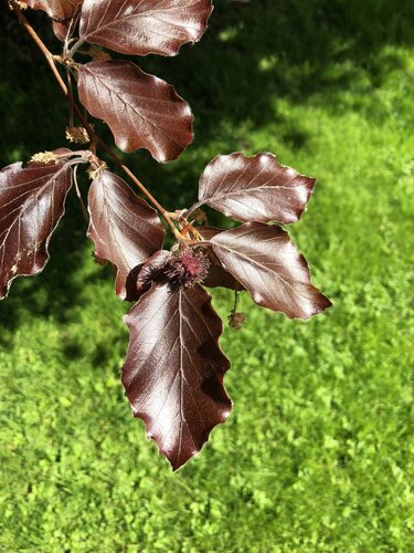 Fagus sylvatica Purpurea 12 litre - image 1