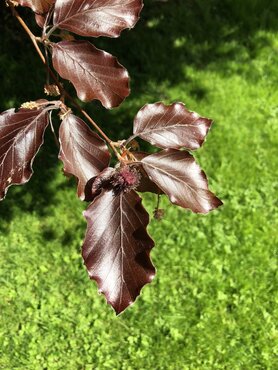 Fagus sylvatica Purpurea 12 litre - image 1