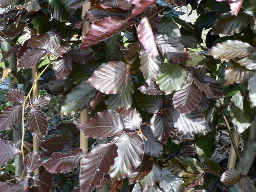 Fagus sylvatica Purpurea 12 Litre