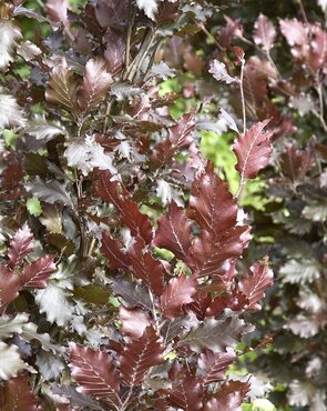 Fagus sylvatica Rohan Obelisk 10 Litre