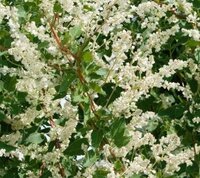 Fallopia (Russian Vine)
