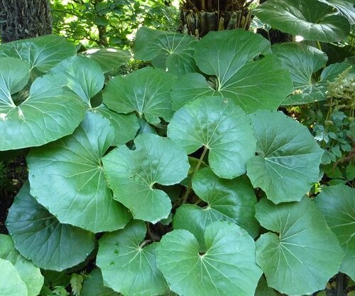 Farfugium japonicum Giganteum 4.5 Litre