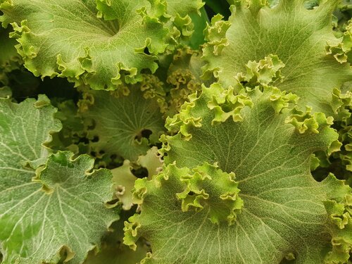 Farfugium japonicum Wavy Gravy 2 litre