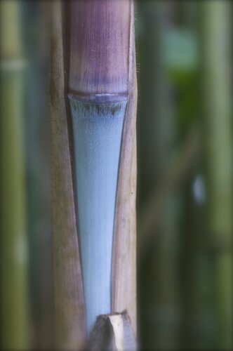 Fargesia Papyrifera Blue Dragon 3 Litre