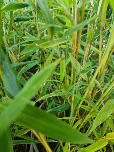 Fargesia Papyrifera Blue Dragon 3 Litre