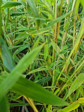 Fargesia Papyrifera Blue Dragon 3 Litre