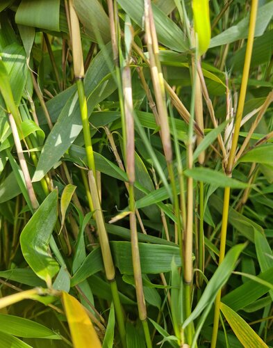 Fargesia Robusta Pingwu 3 Litre