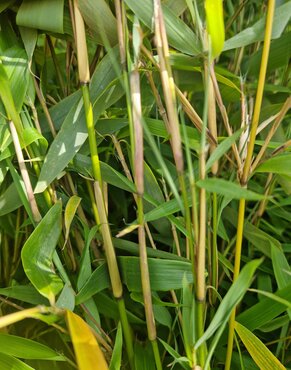 Fargesia Robusta Pingwu 3 Litre