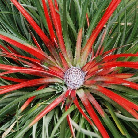 Fascicularia Bicolor 4 Litre
