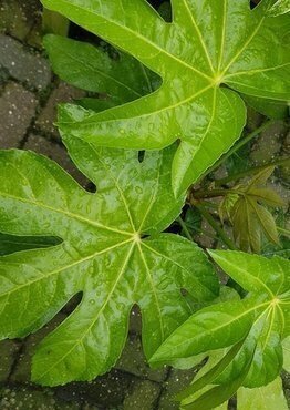 Fatsia japonica 10 Litre