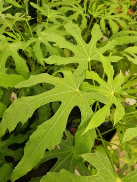 Fatsia polycarpa Needham's Lace 19cm