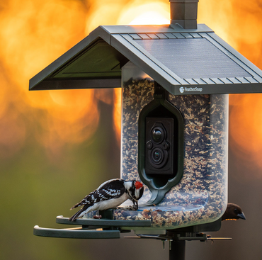 FeatherSnap Scout Smart Bird Feeder - image 1
