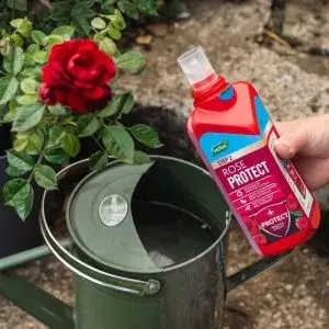 Feed & Protect Rose 2 In 1 500ml x 2 - image 2