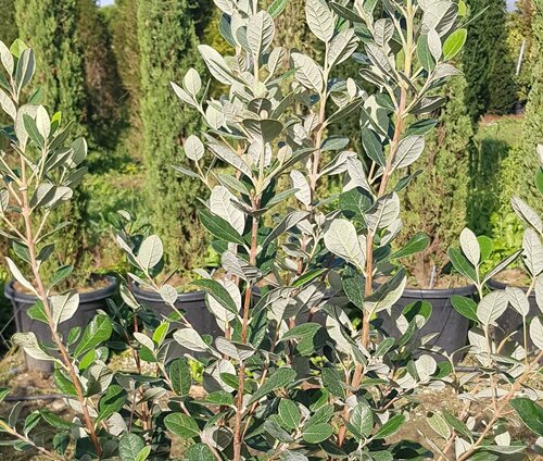 Feijoa sellowiana 3 litre - image 1