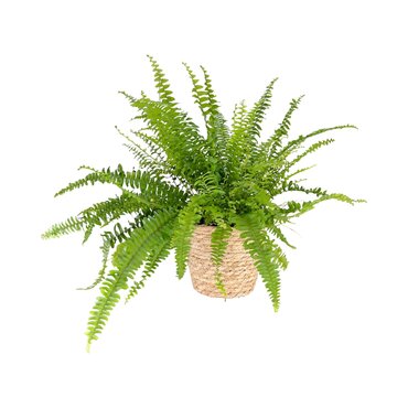 Fern 12cm Green Lady in Basket