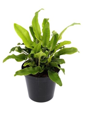 Fern Asplenium 11cm